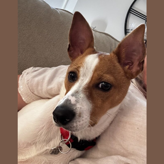 Photo of Toby