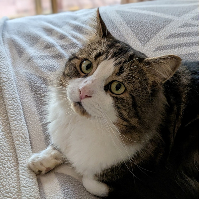 Photo of Cosmo