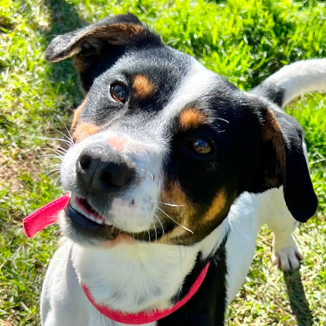 Photo of Buster