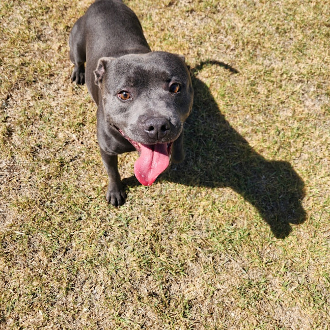 Photo of Gorgonzola (65538)