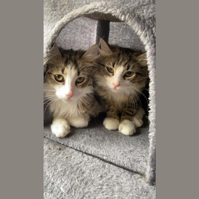 Photo of Marshmallow