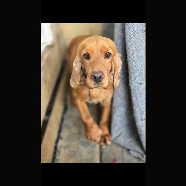 Photo of Phoebe Cocker Spaniel