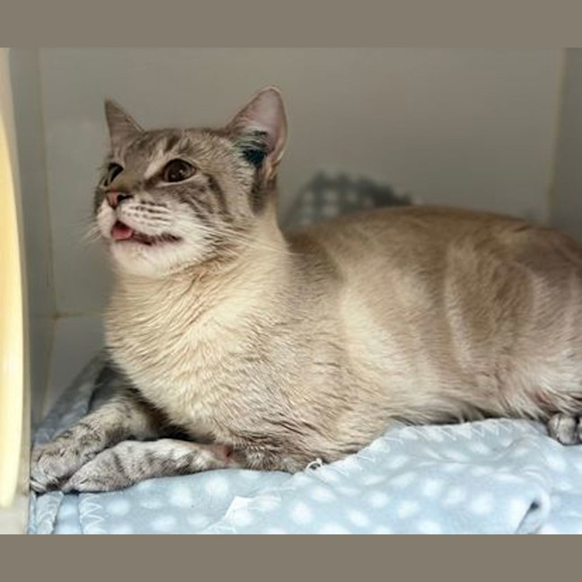 Photo of Boo