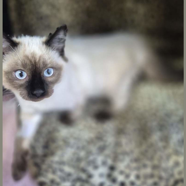 Photo of Mochi