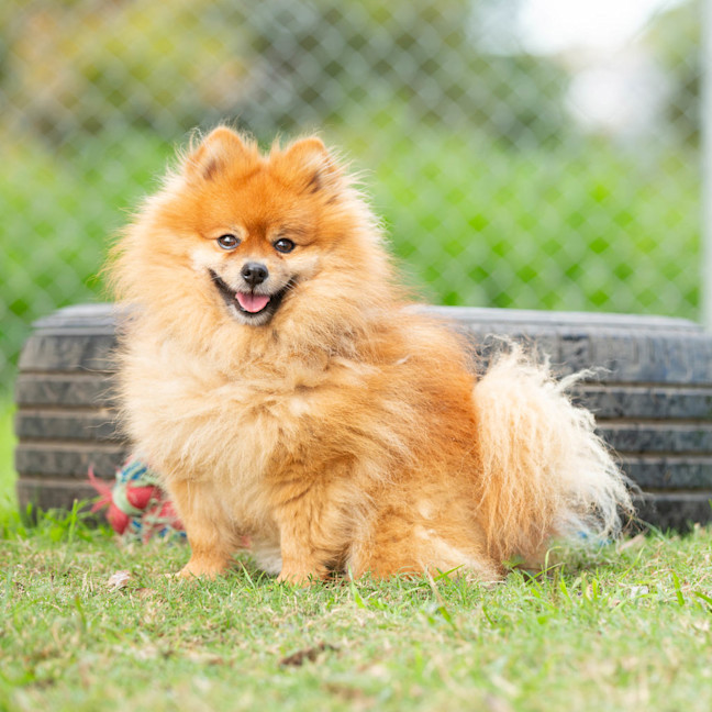 Photo of Clyde