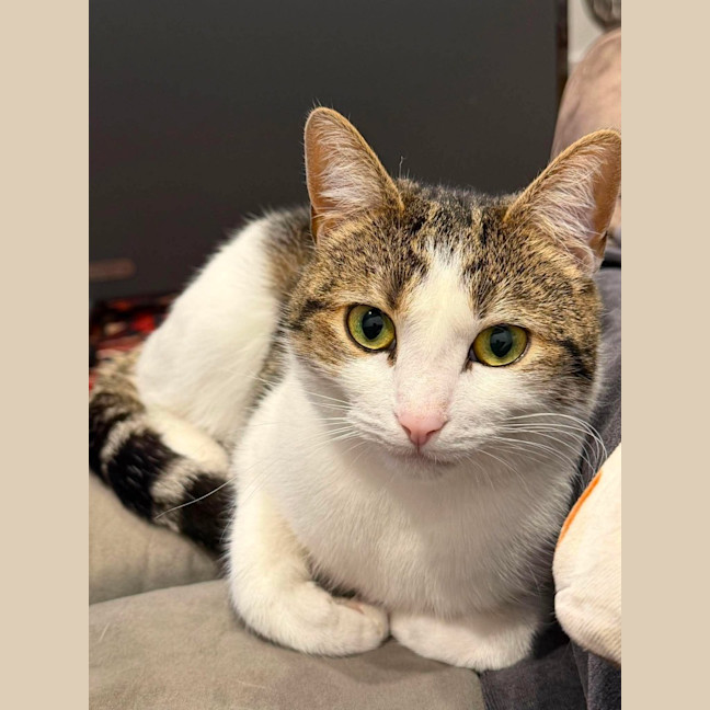 Photo of Saffron