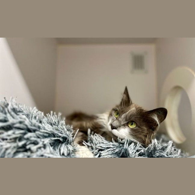Photo of Maisy