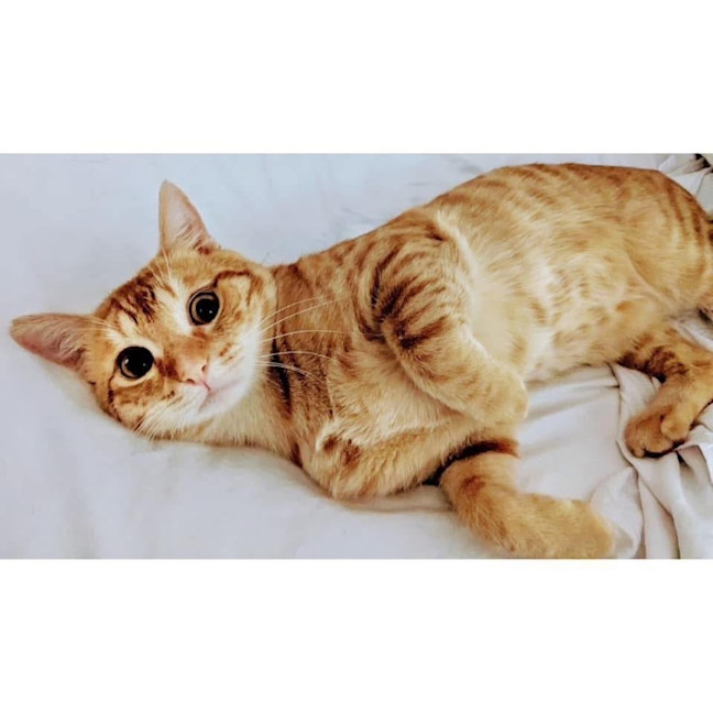 Photo of 11643   Cheeszel