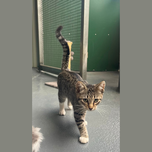 Photo of Willow