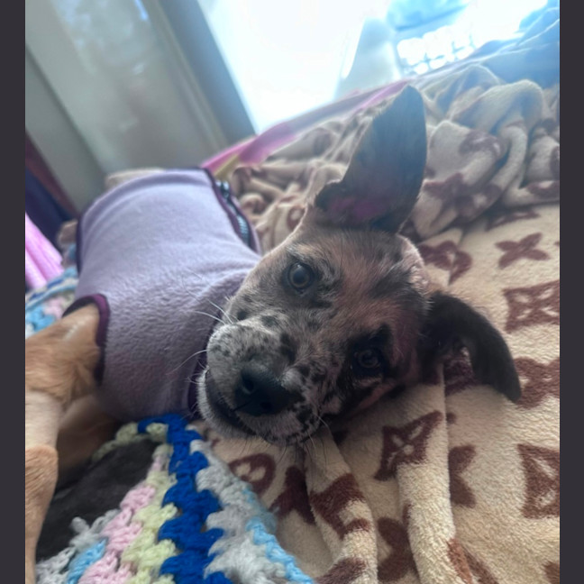 Photo of Dottie 