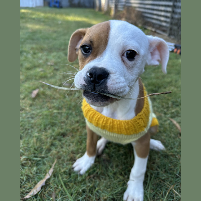 Photo of Mango   12 Week Old American Bulldog X