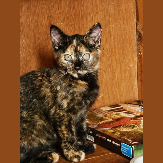Photo of Diamond 