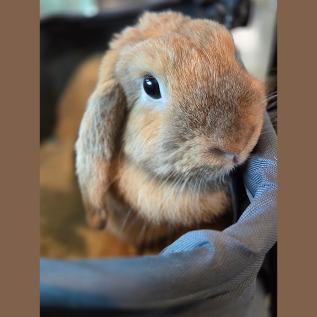 Photo of Bunbuns