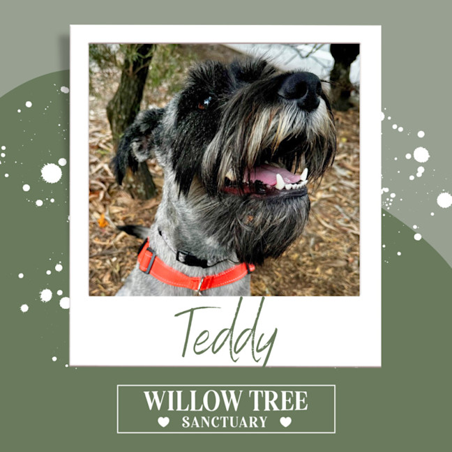 Photo of Teddy