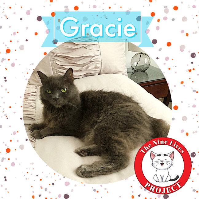 Photo of Gracie *9 Lives Project Rescue*