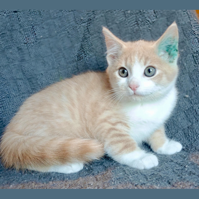 Photo of Meowzart