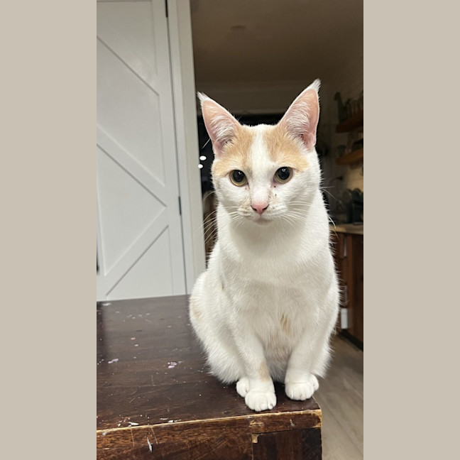 Photo of Tiger Lilly Assisted Rehoming