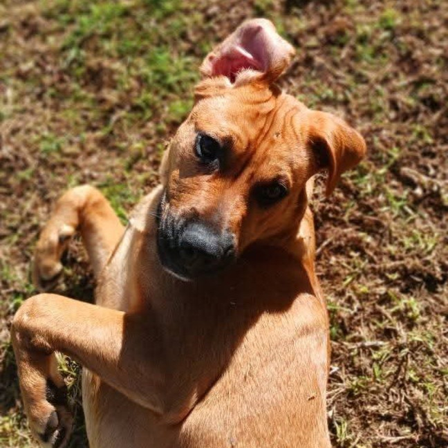 Photo of Alf