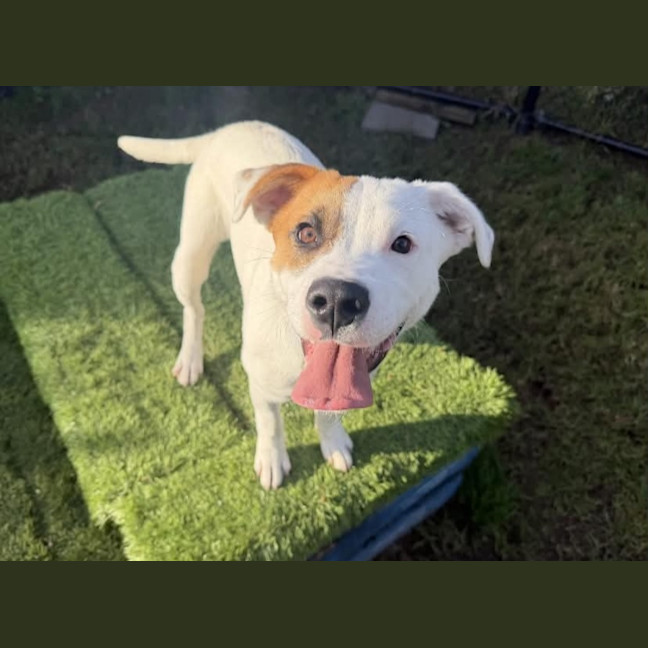 Photo of Tucker