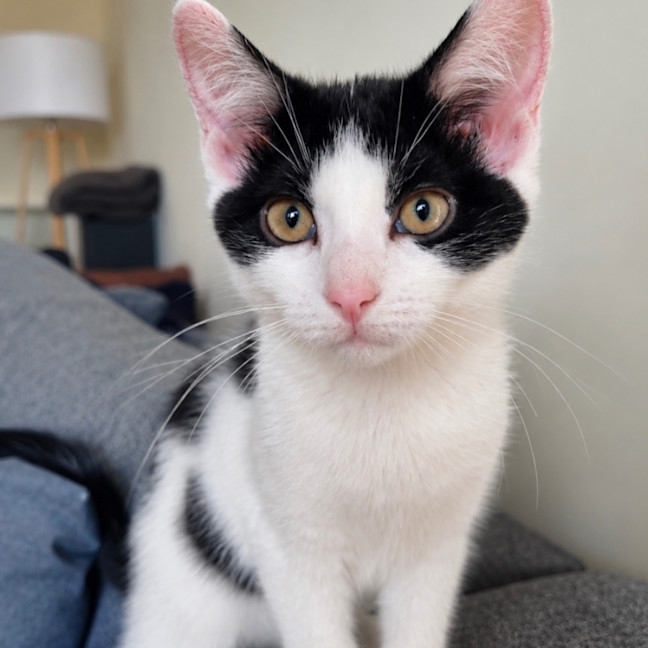 Photo of Willow