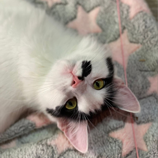 Photo of Kismet