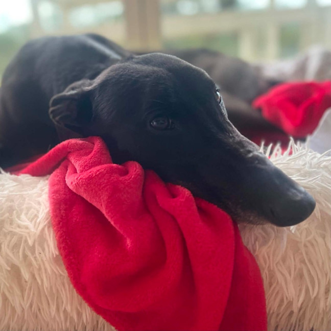 Photo of Genevieve The Greyhound