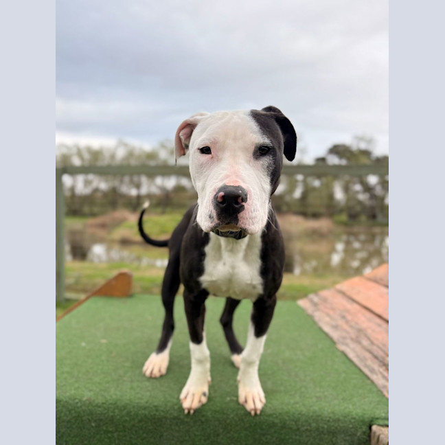 Photo of Dexter