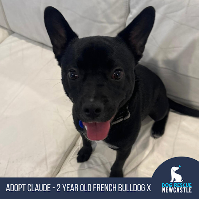 Photo of Claude   4 Year Old French Bulldog X (Trial)
