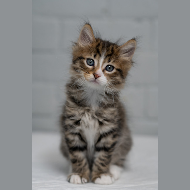 Photo of O'malley
