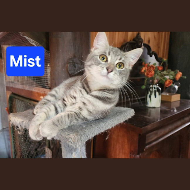 Photo of Mist