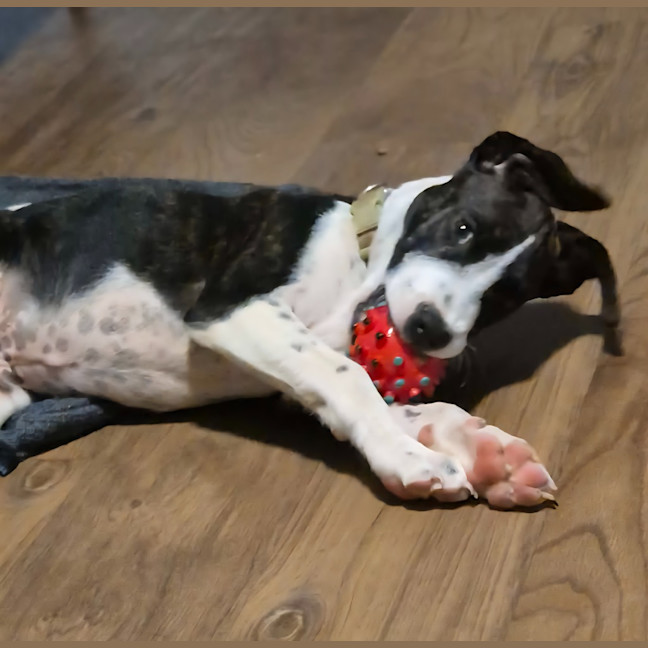 Photo of Jolly