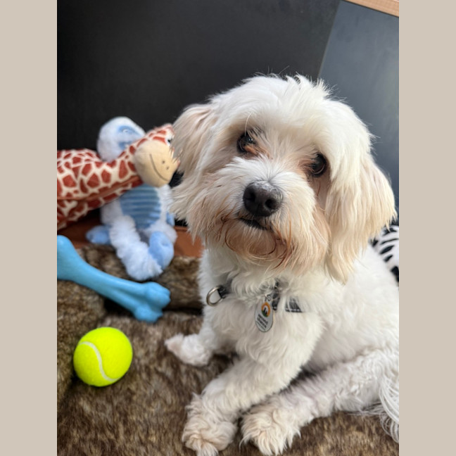 Photo of Max (Was Yoki ) 