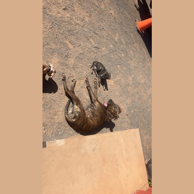 Photo of Uma (Lollie)