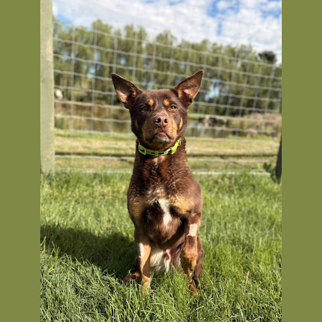 Photo of Gaucho