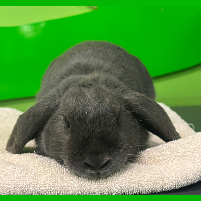 Photo of Cobalt