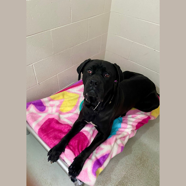 Photo of D1067 Buster