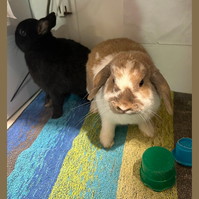 Photo of Lola & Mitsy