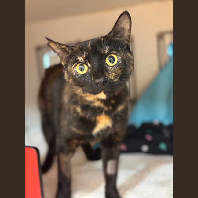 Photo of Chilli