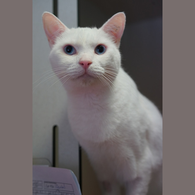 Photo of Helios
