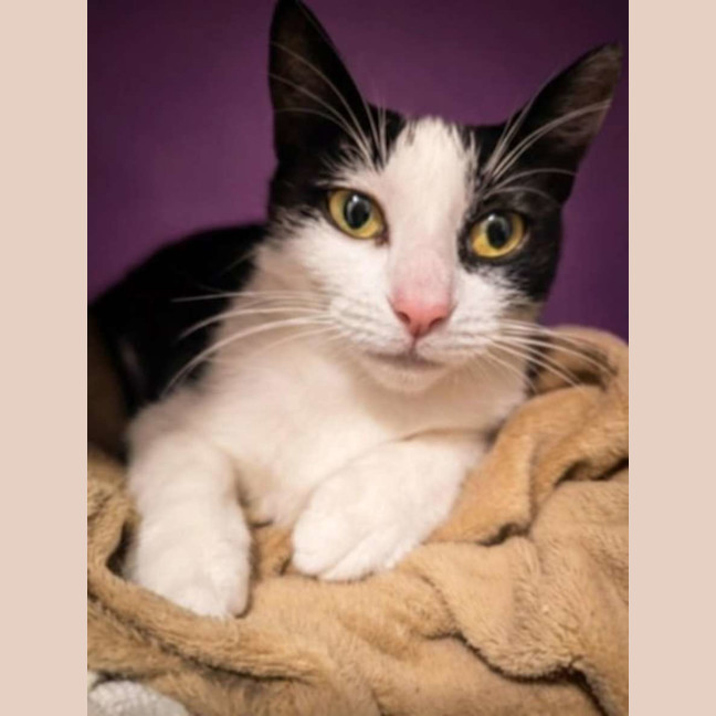 Photo of Cupcake And Friends