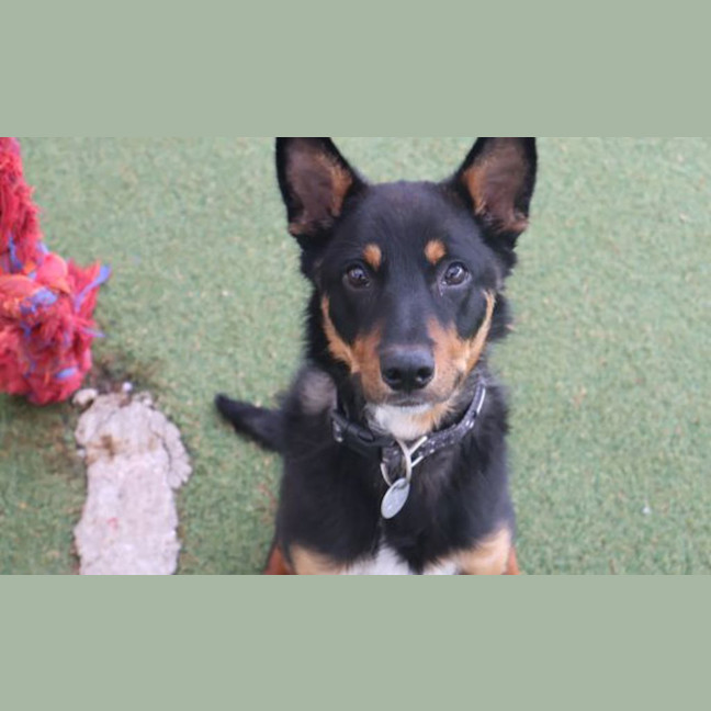 Photo of Koda