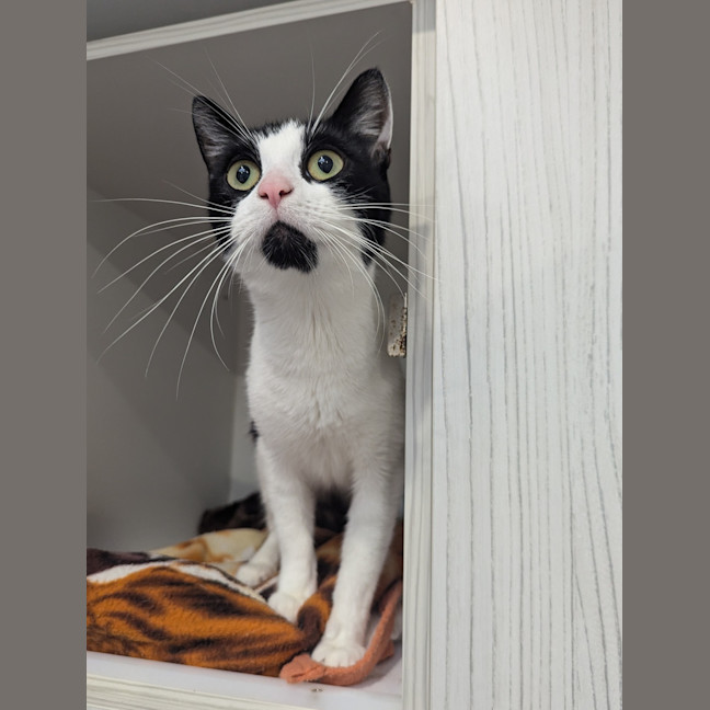 Photo of Scout