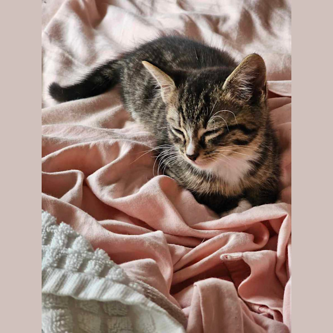 Photo of Opie