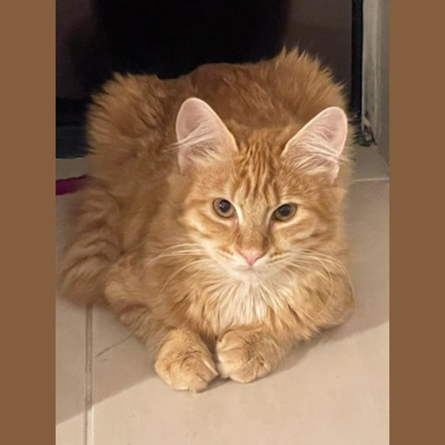 Photo of Willow (Fostered In Perth)