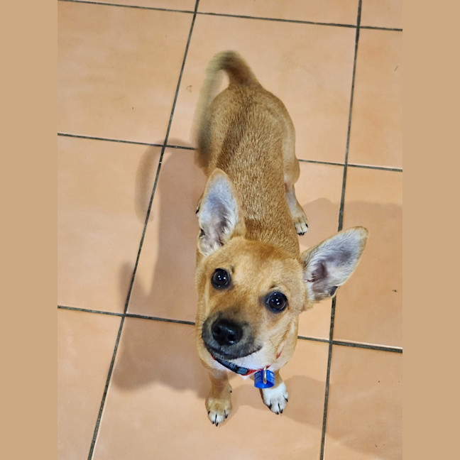 Photo of Micky   4 Month Old Chihuahua X