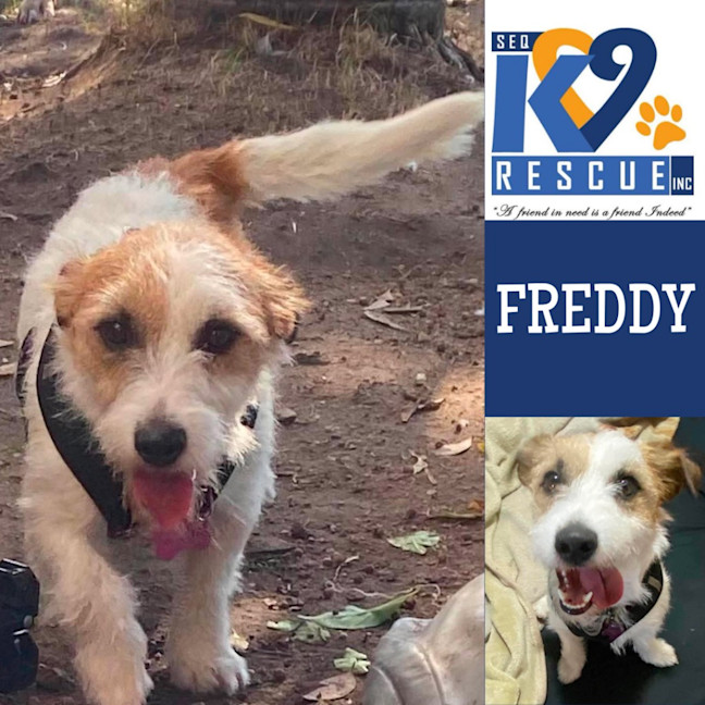 Photo of Freddy