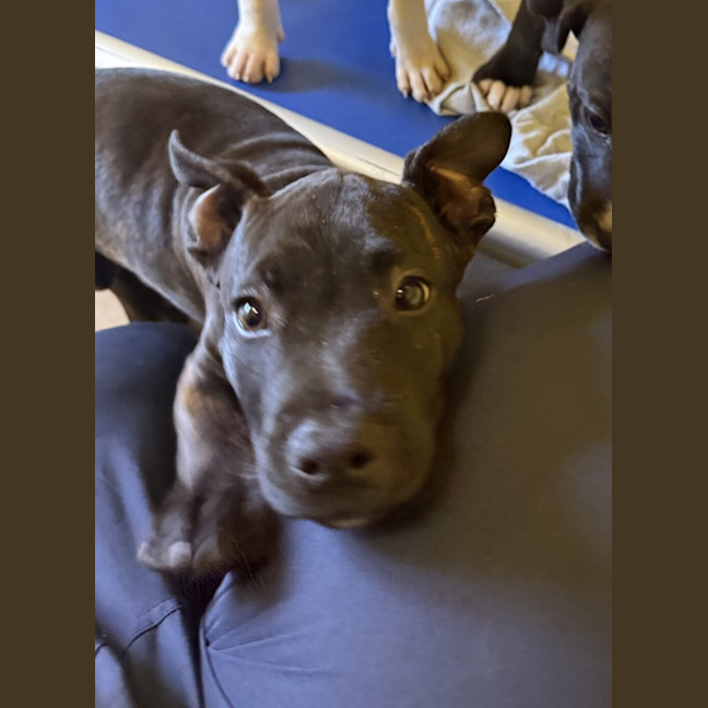 Photo of Milo