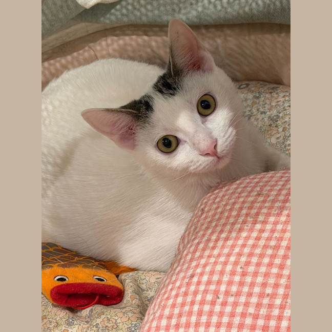 Photo of Agatha