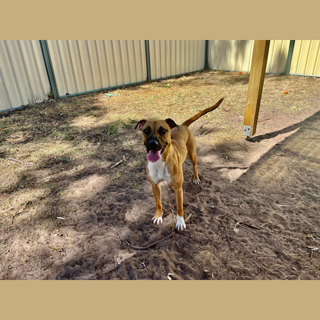 Photo of Piper