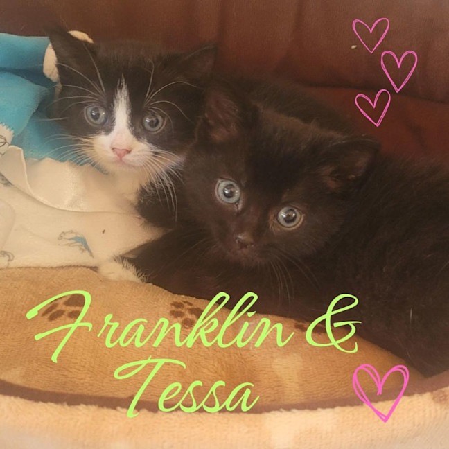 Photo of 🐈‍⬛ Franklin & Tessa ❤️